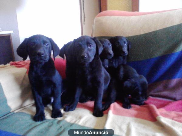 LABRADORES, PRECIOSOS CACHORROS