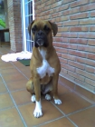 PERDIDA BOXER DE COLOR MARRON EN LES PLANES (ZONA TIBIDABO) - mejor precio | unprecio.es