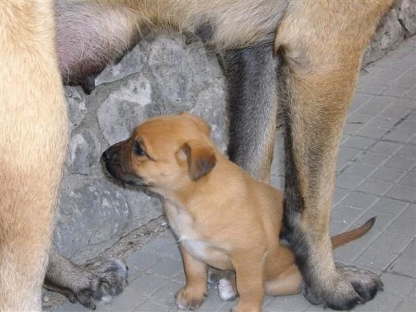 Regalo cachorrita de mastin