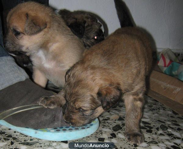 Regalo Cachorros Husky