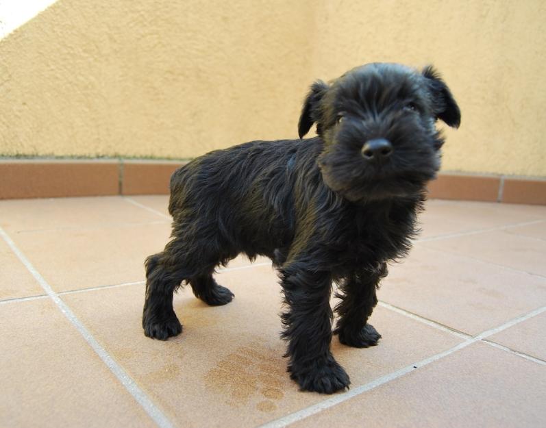 Schnauzer miniatura, cachorros Con loe, 400 euros