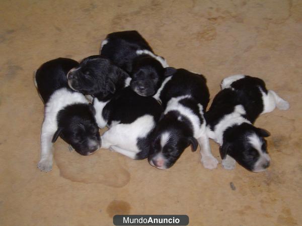 se vende cachorros de perro spagneul breton