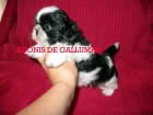 SHIH TZU PRECIOSOS CACHORROS - mejor precio | unprecio.es