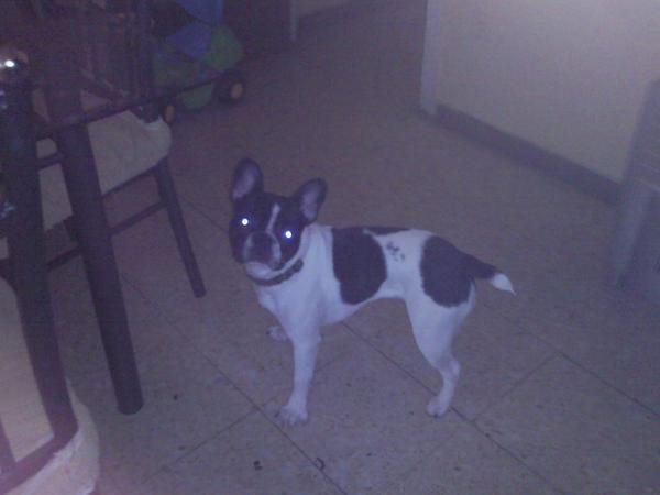 VENDO PERRITA BULDOT FRANCES