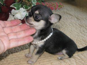 Adorable Chihuahua cachorros