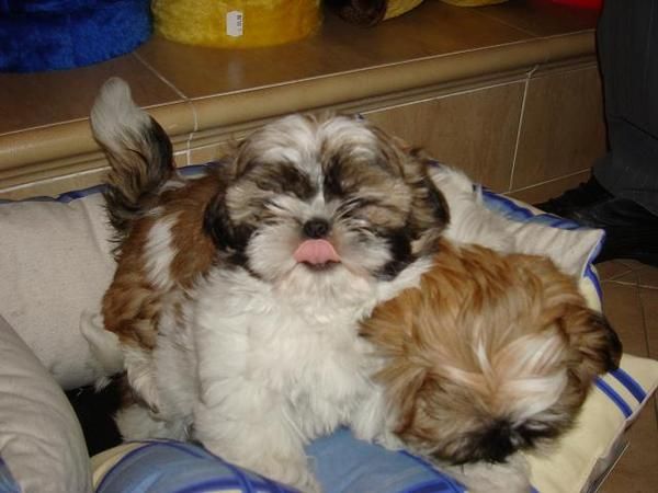 Adorables shih tzu