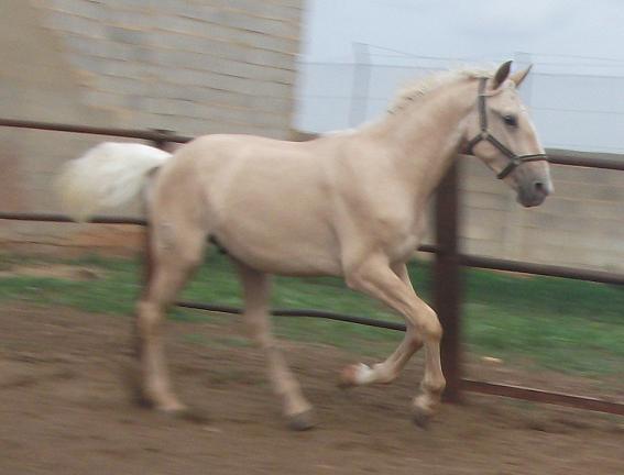 CABALLOS BAYONA -- POTRO PERLA 160CM