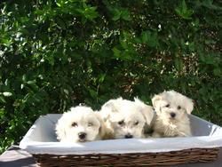 Cachorros Bichon Maltes 350 euros