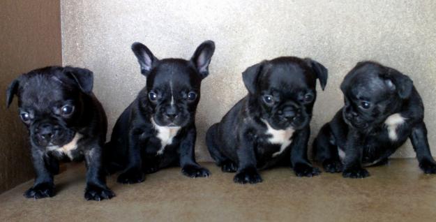 Cachorros Bulldog Frances Negro, 390€