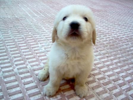 GOLDEN RETRIEVER CACHORROS