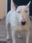 MACHO BULL TERRIER PARA MONTA - mejor precio | unprecio.es