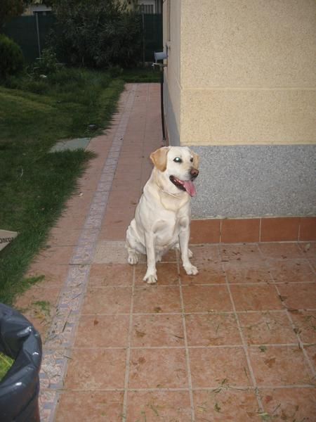 Macho Labrador Retriever