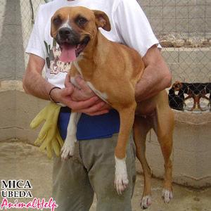 Mica, 6 meses, tamaño mediano, cruce de Boxer. Ideal con los niños.