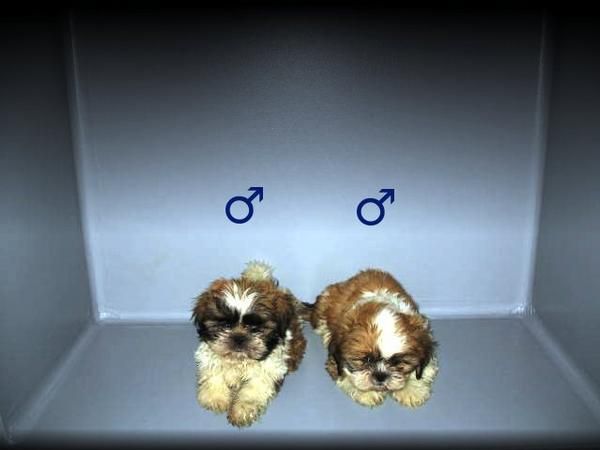 Sshih-Tzu preciosos en mascotasur - buen precio 250