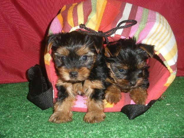 YORKSHIRE TERRIER CACHORROS PRECIOSOS