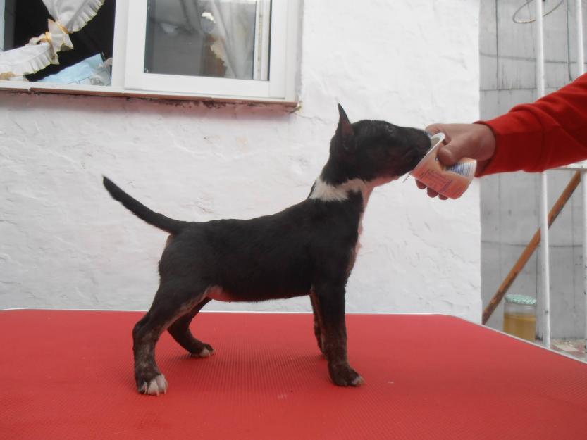 3 Hembras Miniatura Bullterrier con Pedigre