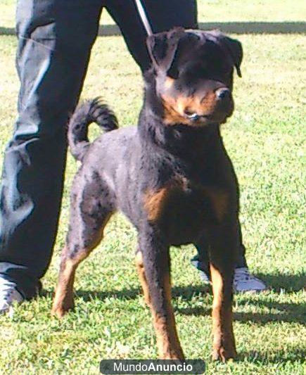 Cachorra de Rottweiler