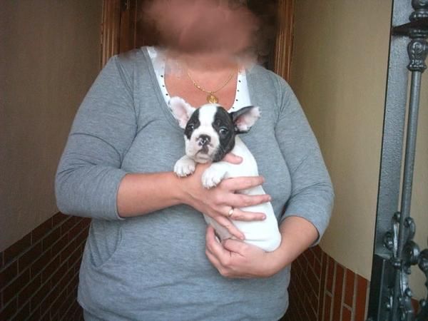 Cachorritos Bulldog Frances * * Solo 100   * * Garantia