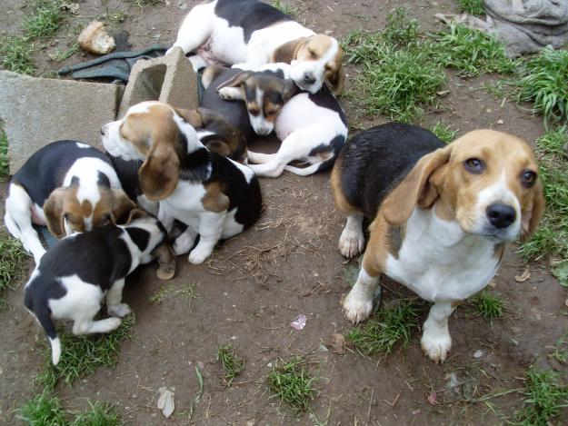 CACHORROS BEAGLE