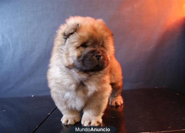 Cachorros Chow Chow camada con dos meses