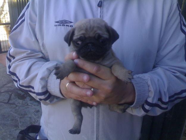 Cachorros de carlino