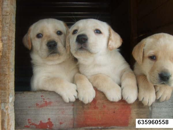 CACHORROS LABRADOR RETRIEVER 230E TRANSPORTES INCLUIDOS