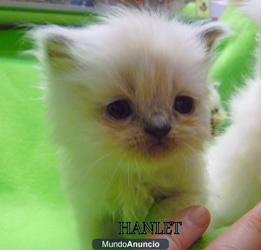 Gatos persas .himalayos y chinchillas