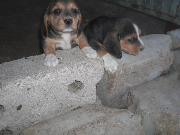 OFERTA CACHORRO BEAGLES BARATOS