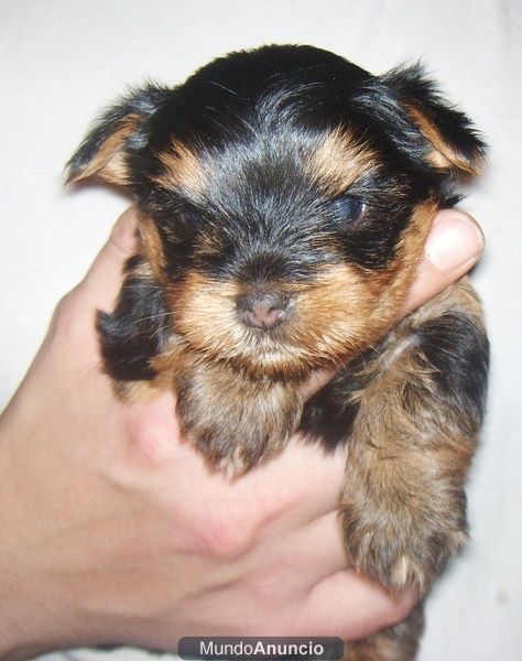 yorkshire terrier camada padre toy