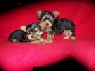 yorkshire terrier macho y hembra - mejor precio | unprecio.es