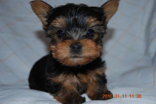 Yorkshire Terrier raza pequeña