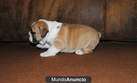 Buenas buscando cachorros bulldog inglés para re_homing