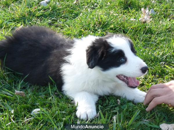 Border Collie ISDS