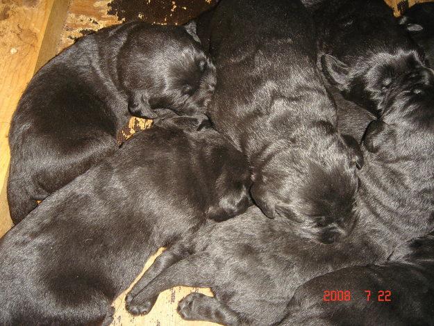 Cachorros de Labrador Retriever