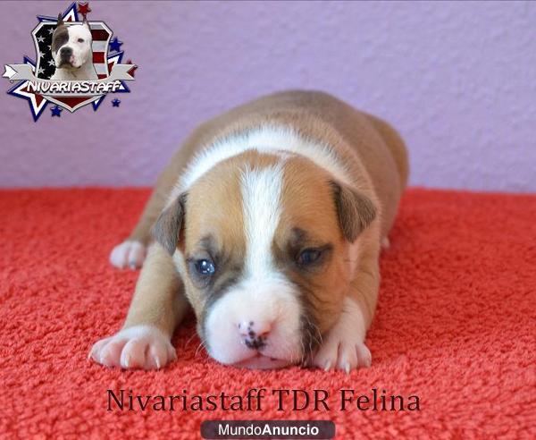 Camada de American Staffordshire Terrier