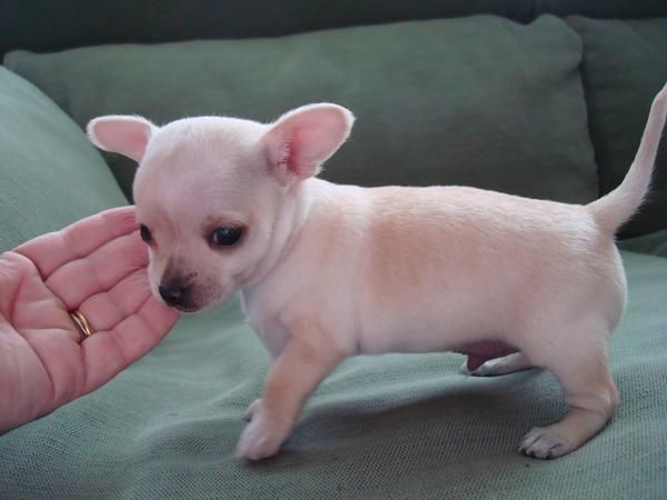 Chihuahuas en Cantabria