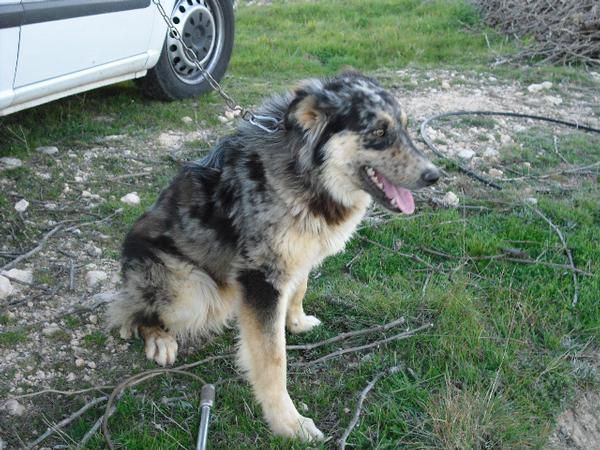 Pipo, un cachorro precioso