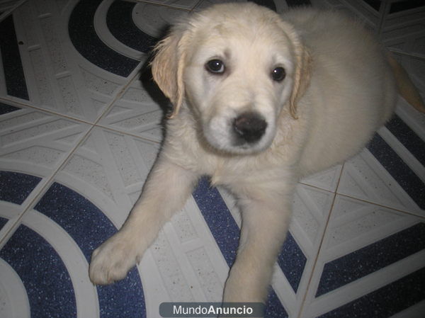 preciosa perrita golden retriever