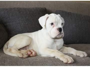 Se vende precioso cachorro BOXER blanco