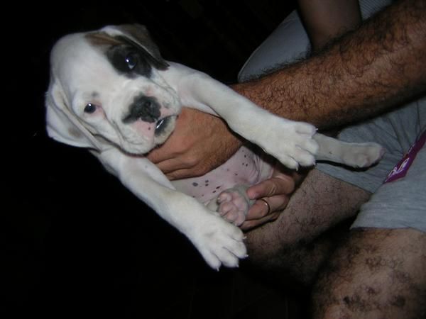 vendo boxer