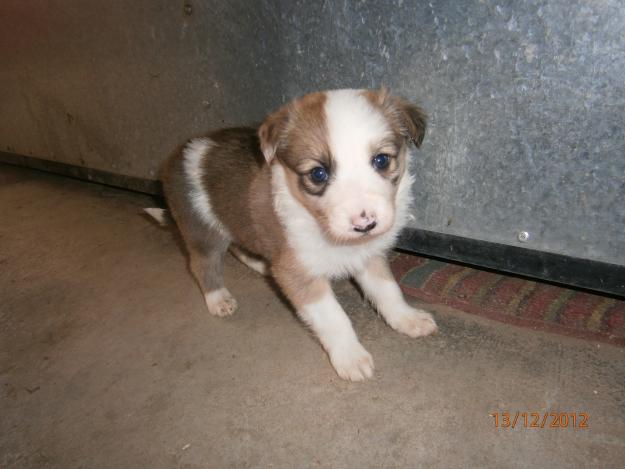 cachorros border collie marron chocolate