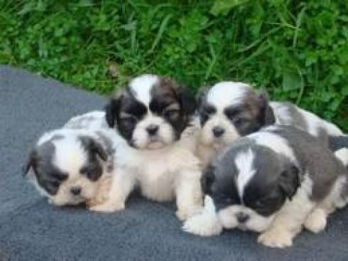 Cachorros Shih tzu Pedigree