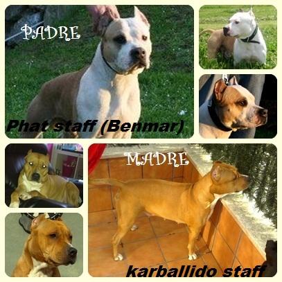 cahorros de american staffordshire terrier