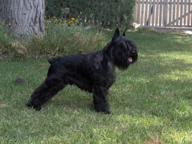 Camada schnauzer mini