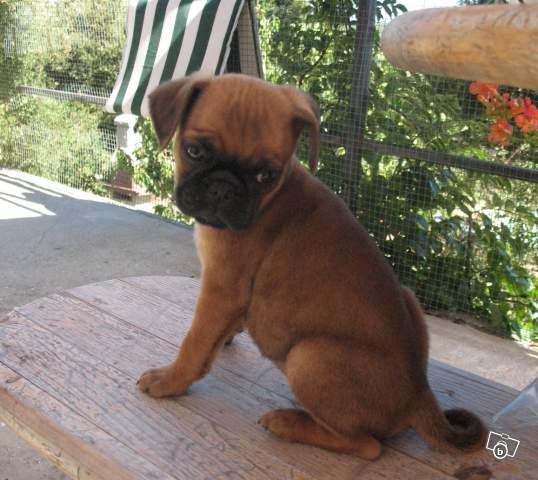 donar mi cachorro pug