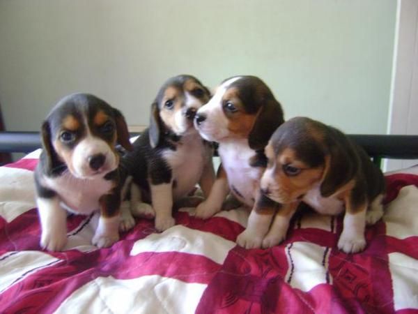 LINDOS BEAGLE TRICOLORES Y PATIBLANCOS A 300 EUROS