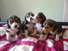 LINDOS BEAGLE TRICOLORES Y PATIBLANCOS A 300 EUROS - mejor precio | unprecio.es