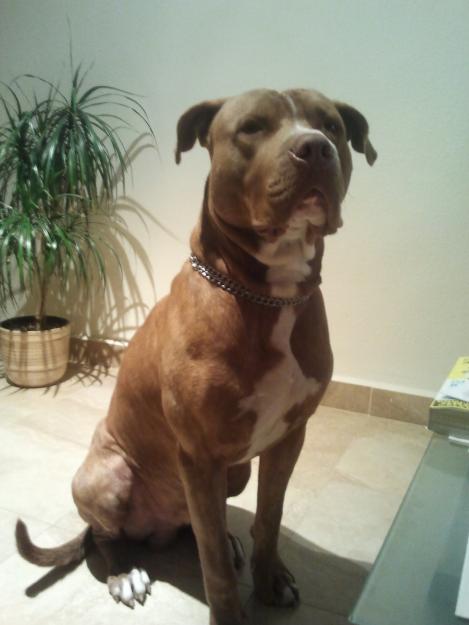 Macho pitbull red nose busca hembra