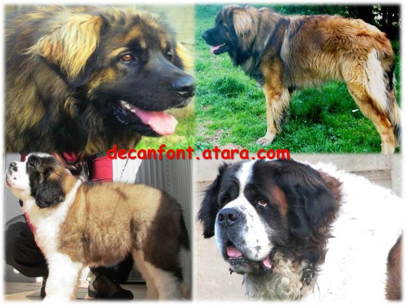 San Bernardo y Leonberger