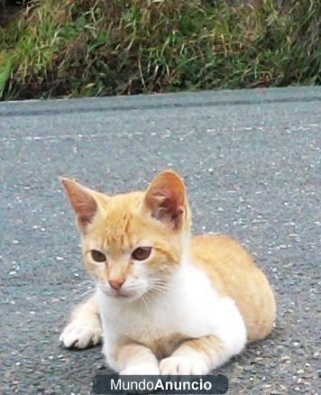 SE REGALA GATITO DE 3 MESES